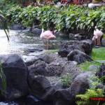 thekumachan_hilton_hawaiian_village_hotel-9