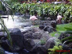 thekumachan_hilton_hawaiian_village_hotel-9