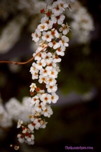 thekumachan_japan_flowers02