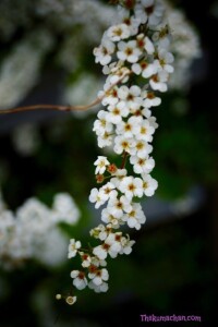 thekumachan_japan_flowers03