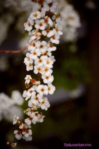 thekumachan_japan_flowers04