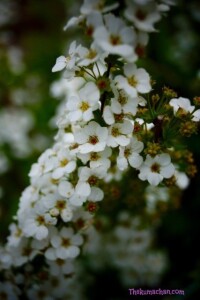 thekumachan_japan_flowers05