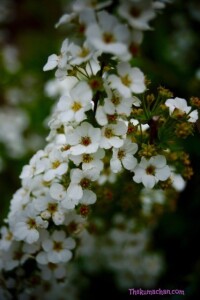 thekumachan_japan_flowers06