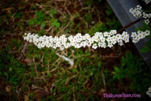 thekumachan_japan_flowers07