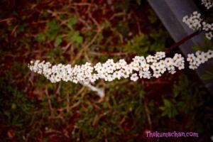 thekumachan_japan_flowers08