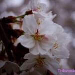 thekumachan_japan_flowers1