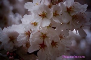 thekumachan_japan_flowers2
