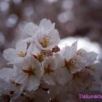 thekumachan_japan_flowers3