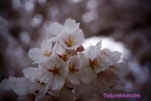thekumachan_japan_flowers3