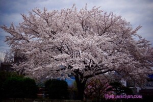thekumachan_japan_flowers4