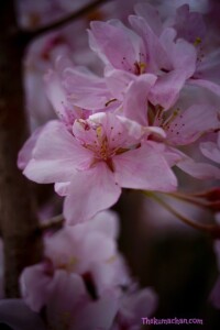 thekumachan_japan_flowers5