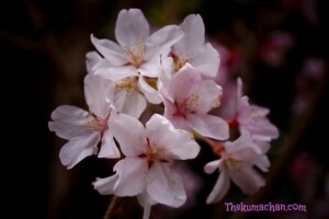 thekumachan_japan_flowers6