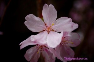 thekumachan_japan_flowers7