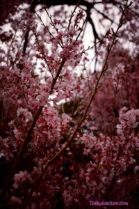 thekumachan_japan_flowers8