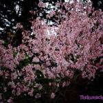 thekumachan_japan_flowers9