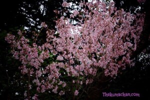 thekumachan_japan_flowers9