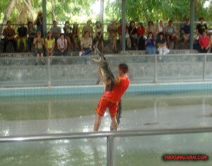 thekumachan_thailand-10