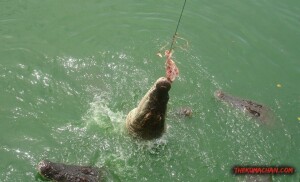 thekumachan_thailand-2