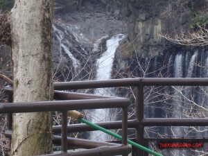 thekumachan_yamanashi_Japan-20