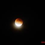 thekumachan_20150927_blood_moon-3