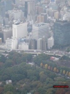 thekumachan_Tokyo_tower_Japan-13
