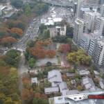 thekumachan_Tokyo_tower_Japan-6