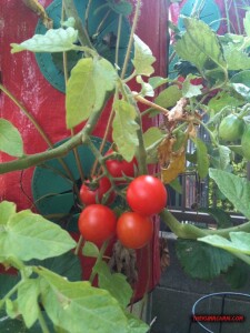 thekumachan_topsy_turvy-2