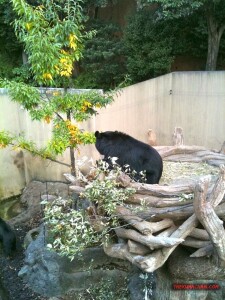 thekumachan_ueno_zoo_japan-1