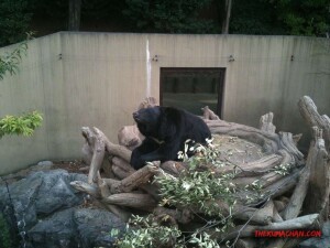 thekumachan_ueno_zoo_japan-10
