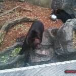 thekumachan_ueno_zoo_japan-11