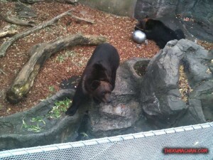 thekumachan_ueno_zoo_japan-11