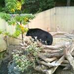 thekumachan_ueno_zoo_japan-2