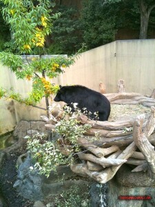 thekumachan_ueno_zoo_japan-2