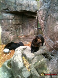 thekumachan_ueno_zoo_japan-3