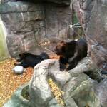 thekumachan_ueno_zoo_japan-4