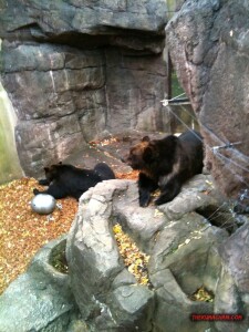 thekumachan_ueno_zoo_japan-4
