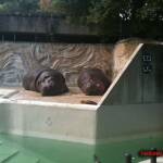 thekumachan_ueno_zoo_japan-6