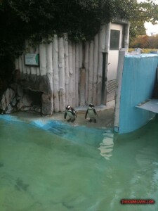 thekumachan_ueno_zoo_japan-7