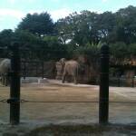 thekumachan_ueno_zoo_japan-8