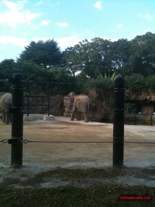 thekumachan_ueno_zoo_japan-8