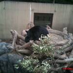 thekumachan_ueno_zoo_japan-9