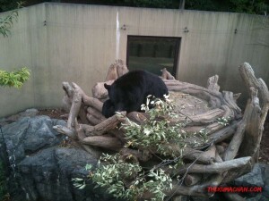thekumachan_ueno_zoo_japan-9