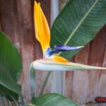 thekumachan_birds_of_paradise_san_diego-1