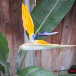 thekumachan_birds_of_paradise_san_diego-2