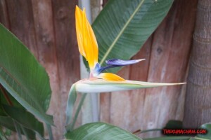 thekumachan_birds_of_paradise_san_diego-2