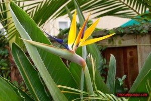 thekumachan_birds_of_paradise_san_diego-3
