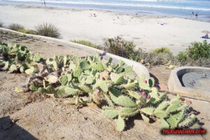 thekumachan_la_jolla_san_diego_california-3