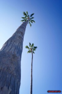 thekumachan_la_jolla_san_diego_california-9