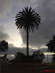 thekumachan_point_loma_nazarene_university_california-14