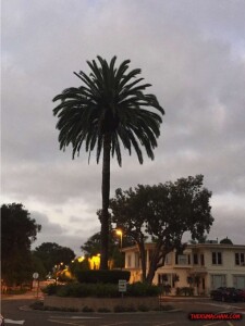 thekumachan_point_loma_nazarene_university_california-15